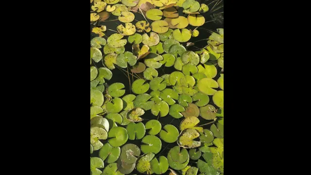 help-the-princess-spot-her-frog-prince-in-under-10-seconds