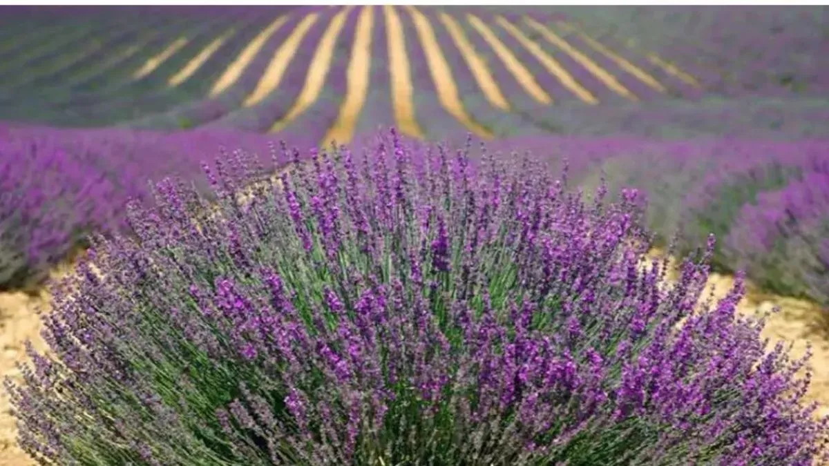 why-lavender-and-almond-oil-body-wash-is-your-goto-for-relaxation