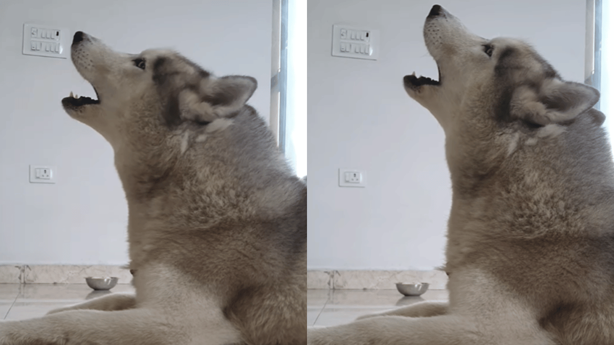 sanatani-husky-viral-video-of-pet-dog-singing-along-man-aarti-at-home-wins-desis-watch