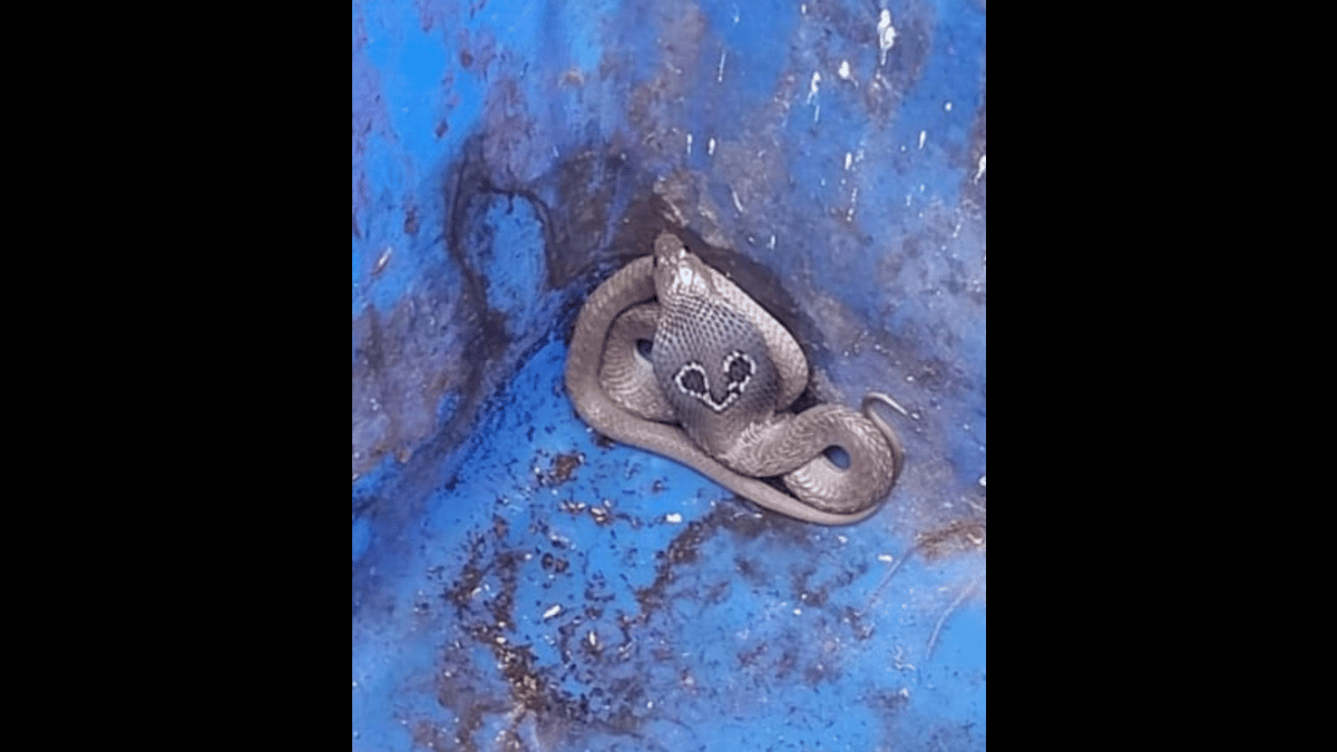 cobra-caught-in-greater-noida-gaur-city-ensues-panic-gets-handed-over-to-forest-department