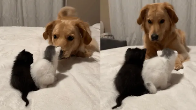 viral-video-of-golden-retriever-getting-cute-aggression-over-adorable-kittens-amuses-internet-watch