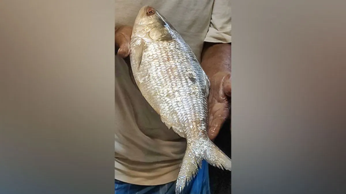 durga-puja-2024-rejoice-for-bengalis-as-hilsa-fish-arrives-at-howrah-port-after-bangladesh-lifts-export-ban