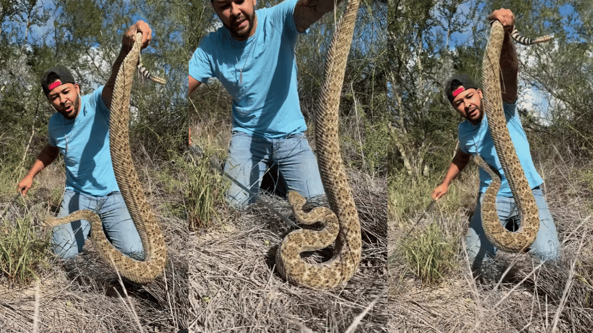 man-handles-huge-rattlesnake-with-bare-hands-unimpressed-netizens-warn-against-stunt-viral-video