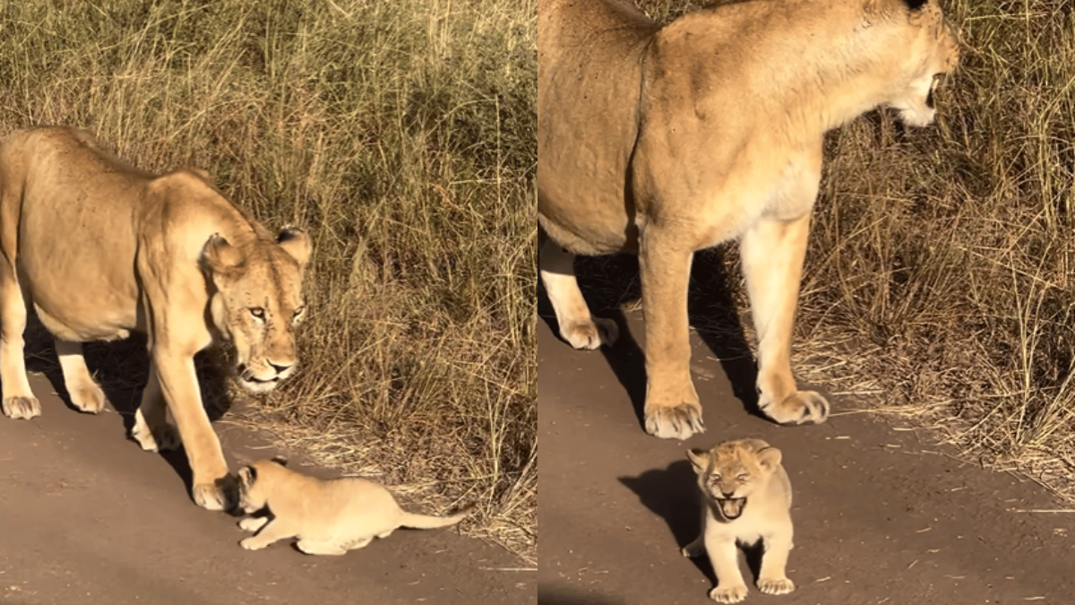 lion-cub-adorably-failed-roars-leave-internet-amused-video-goes-viral