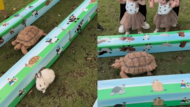 viral-video-of-tortoise-beating-rabbit-in-race-reminds-internet-of-popular-bedtime-story-watch