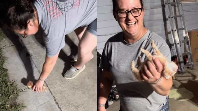 peak-cat-behaviour-viral-video-of-kitten-playing-dead-on-being-held-leaves-internet-rofling