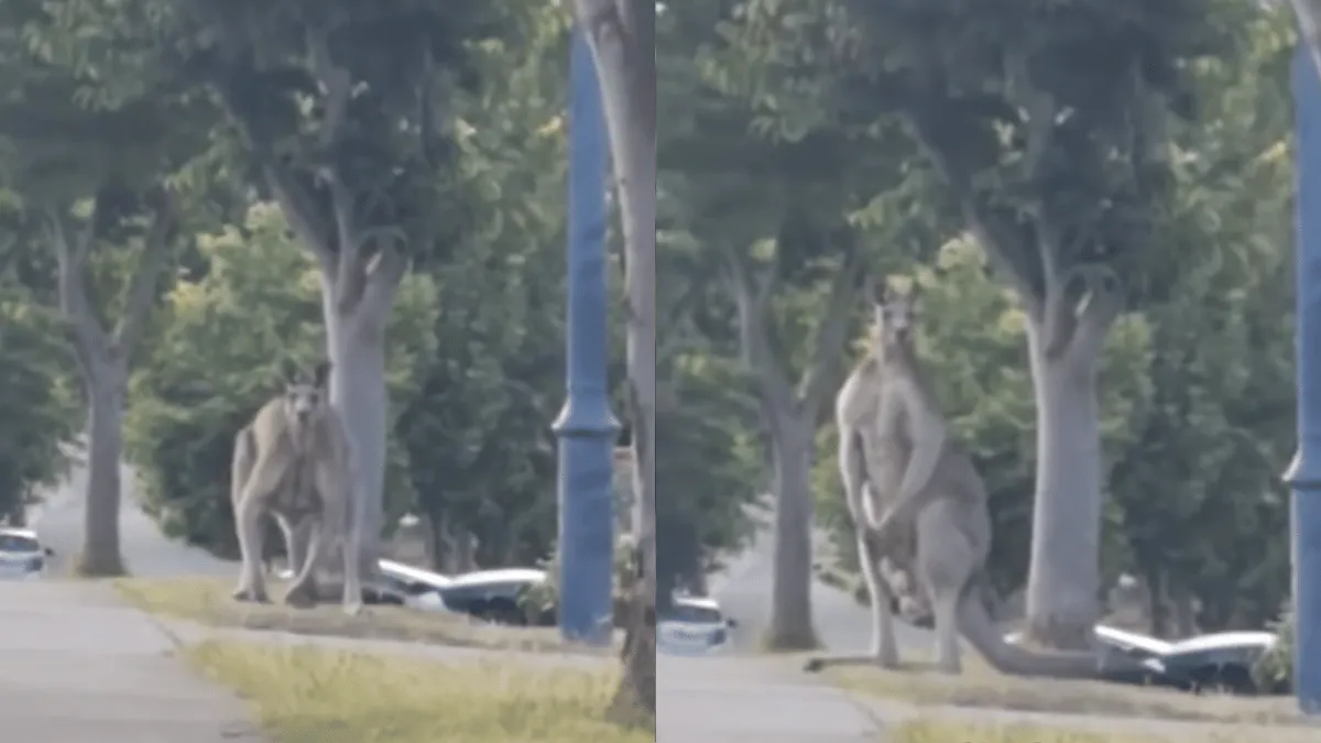viral-video-shows-9-foot-tall-kangaroo-chilling-at-roadside-in-australia-internet-is-stunned