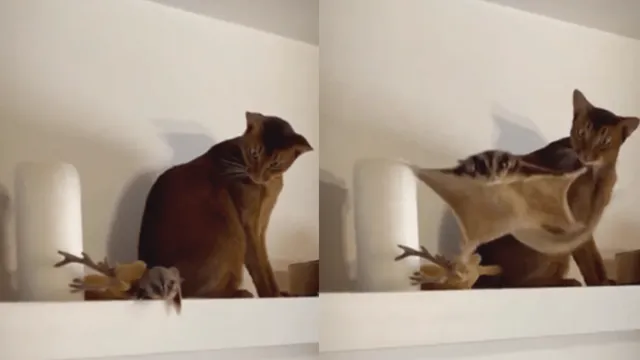 viral-video-of-cat-hilarious-reaction-to-flying-squirrel-leaves-internet-amused-watch