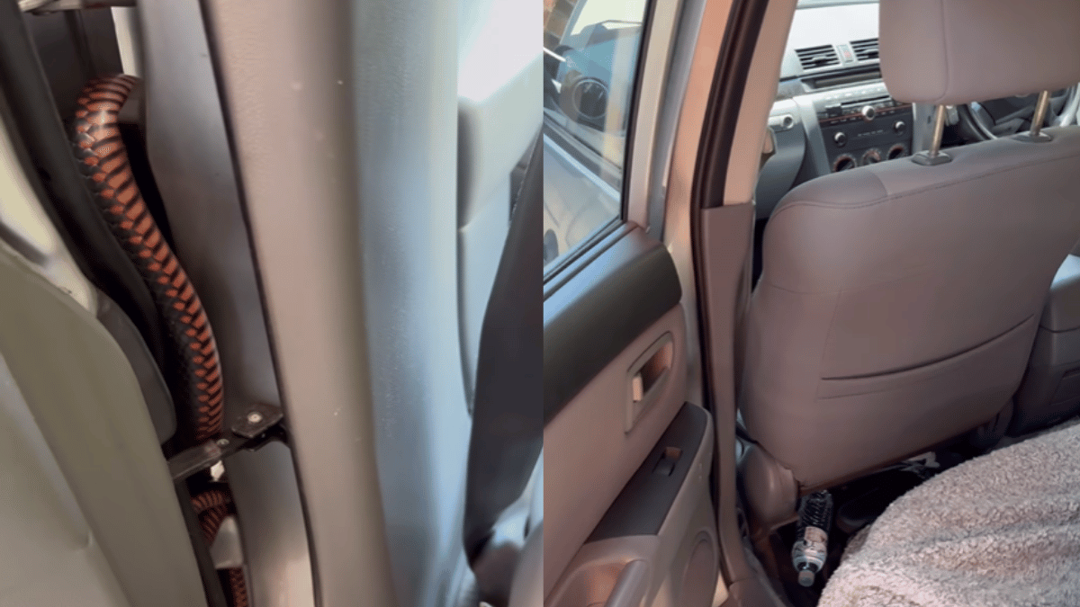 viral-video-shows-snake-hiding-in-car-door-shocking-clip-gives-netizens-goosebumps-watch