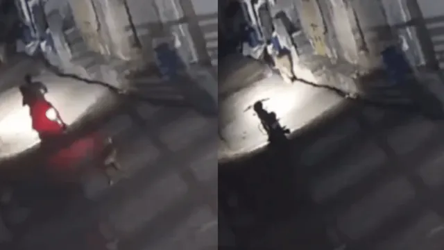 cctv-video-of-bikers-stray-dog-running-away-after-spotting-lion-at-residential-area-leaves-internet-rofling-watch