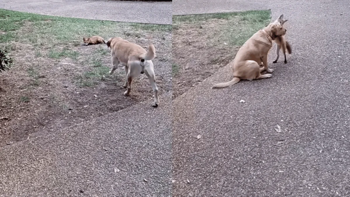 this-viral-video-of-baby-fox-playing-with-pet-dog-is-your-today-dose-of-cuteness-watch