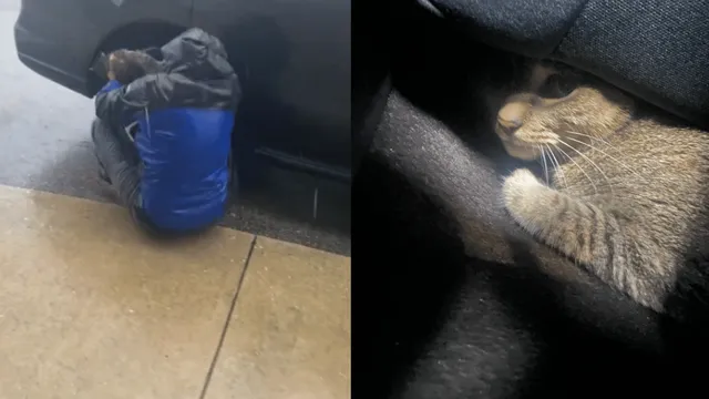 man-rescues-cat-hiding-under-car-amid-hurricane-milton-wins-netizens-over-with-wholesome-gesture-viral-video