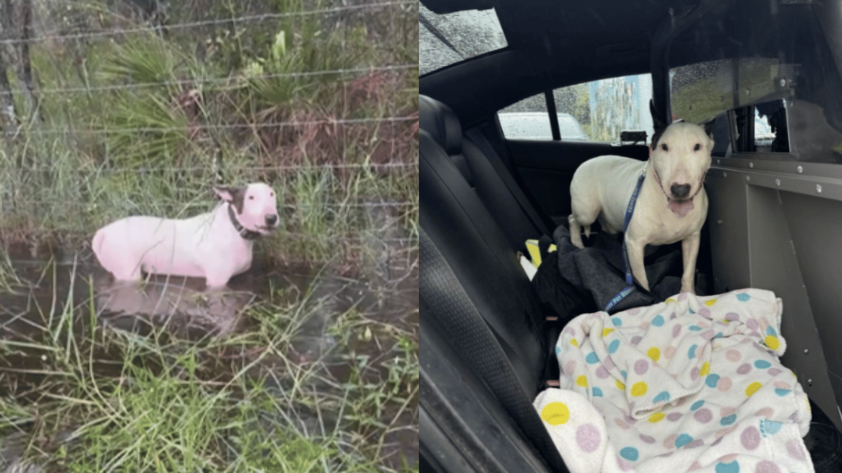 viral-video-of-dog-tied-to-pole-ahead-of-hurricane-milton-in-florida-infuriates-internet-canine-rescued