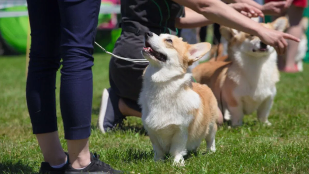 bengaluru-news-bbmp-to-host-festive-of-dogs-on-oct-17-to-celebrate-humancanine-bond-details