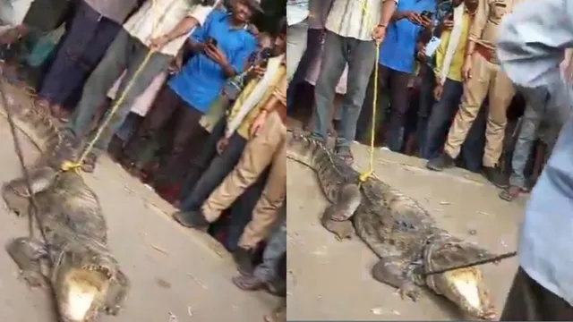 kanpur-crocodile-emerges-from-drain-video-goes-viral-as-residents-capture-rescue-efforts-watch