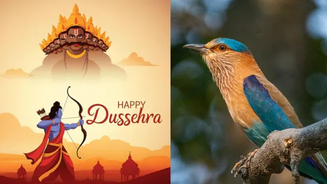 dussehra-2024-why-seeing-a-neelkanth-bird-on-dussehra-is-considered-highly-auspicious-hinduism-has-this-answer