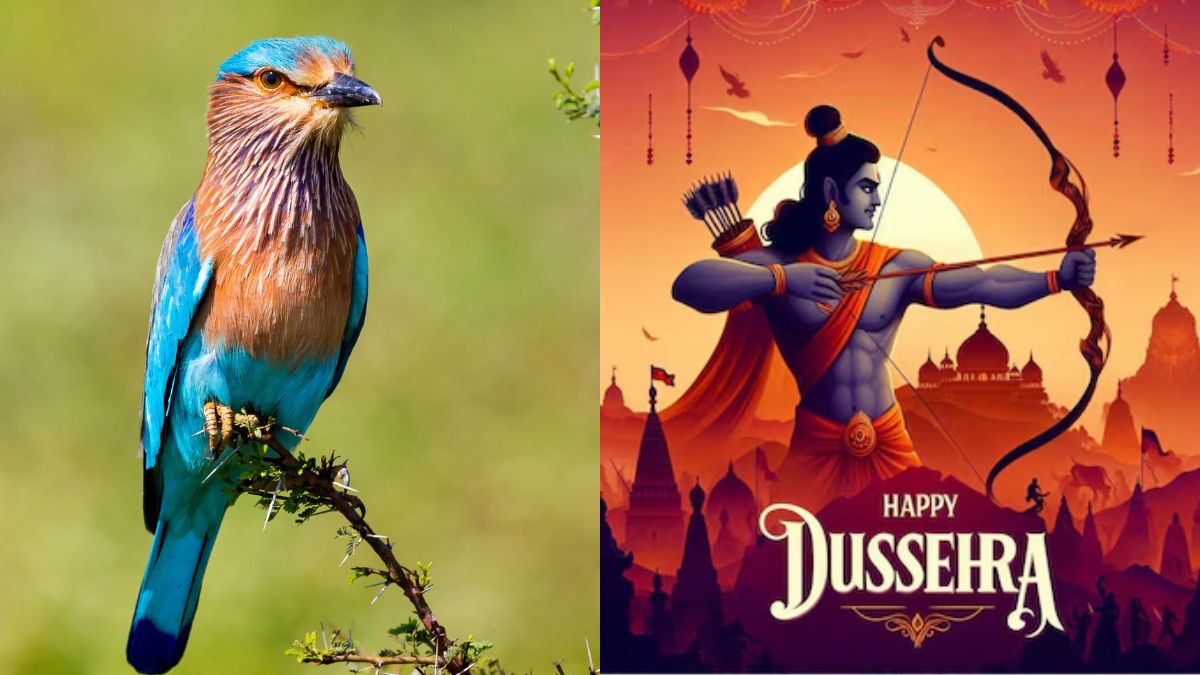 neelkanth-bird-dussehra