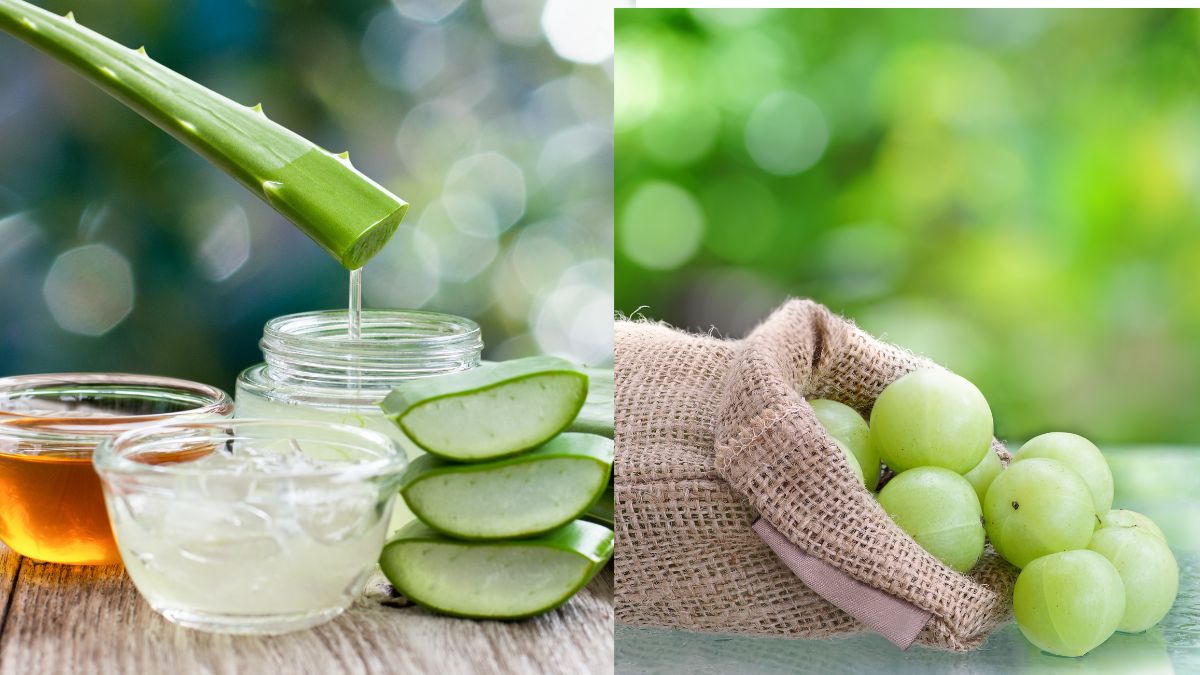 Aloe Vera vs Amla Which Should You Choose For Rapid Hair Growth?