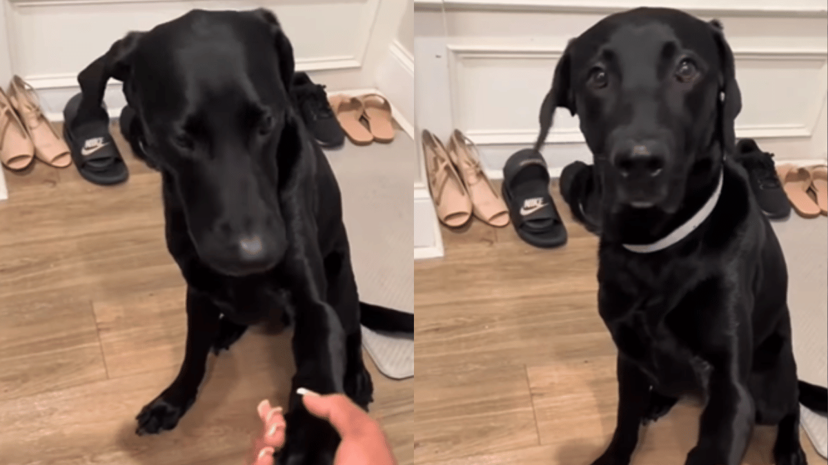 viral-video-of-adorable-pet-dog-refusing-to-eat-before-praying-with-owner-breaks-internet-watch