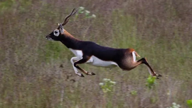blackbuck-found-dead-in-bhopal-madhya-pradesh-poaching-suspected-amid-lawrence-bishnoi-salman-khan-feud