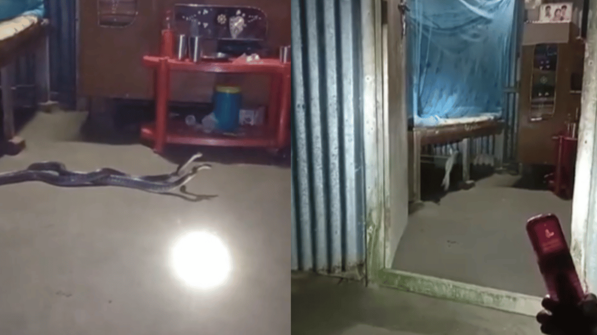 venomous-snake-duo-triggers-panic-after-being-found-in-bedroom-mating-or-clashing-asks-internet-viral-video