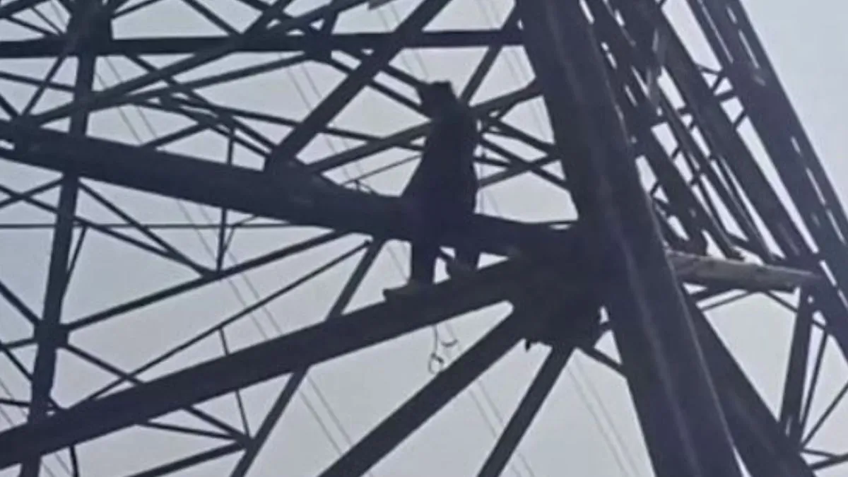 delhi-man-climbs-high-voltage-electric-pole-seeks-discussion-with-pm-modi-cji-over-environmental-issues-watch-video