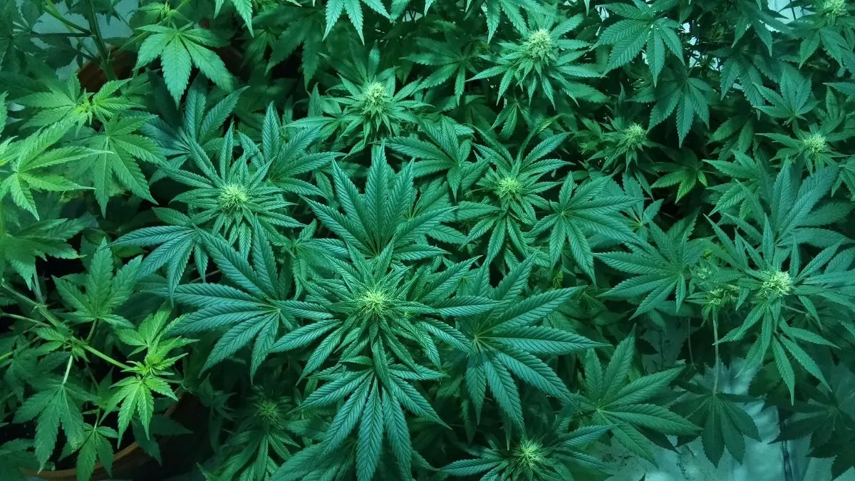 kerala-school-trip-students-mistakenly-enter-narcotics-office-to-ask-matchbox-to-smoke-ganja-apprehended