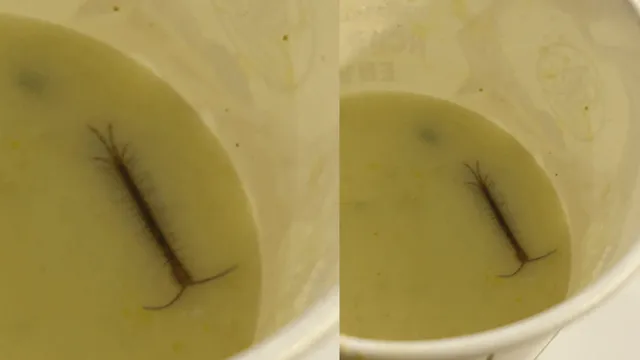 irctc-under-fire-as-man-finds-centipede-in-food-served-in-indian-railways-vip-executive-lounge