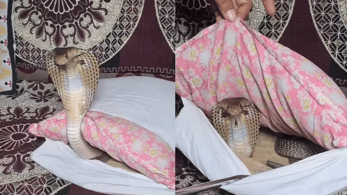 man-finds-deadly-cobra-inside-sofa-pillow-cover-viral-video-leaves-internet-trembling