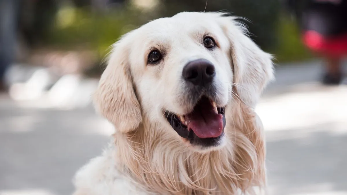 pune-news-mother-son-allegedly-kill-pet-dog-hang-it-from-tree-duo-booked