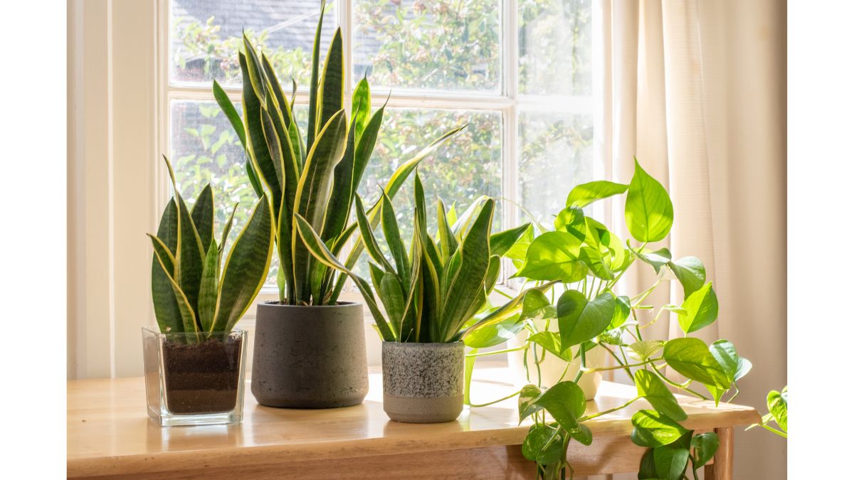 5 Best AirPurifying Indoor Plants That You Can Keep In Your Home To