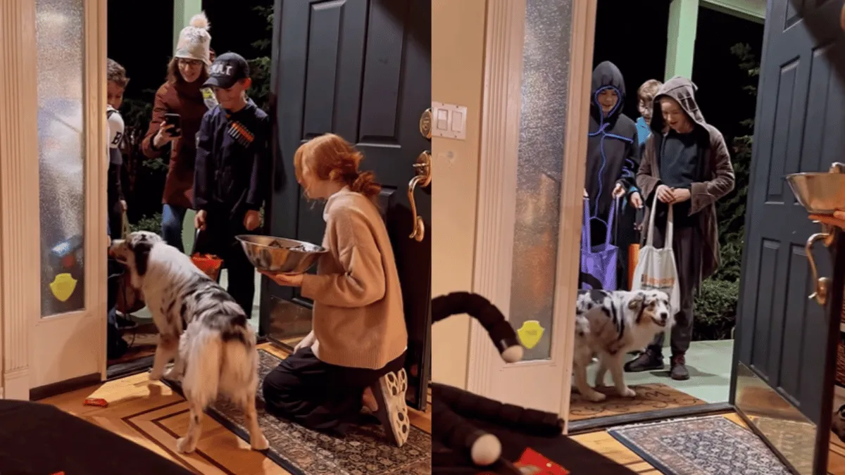 viral-video-of-pet-dog-adorably-handing-out-candies-to-kids-on-halloween-will-make-your-day-watch