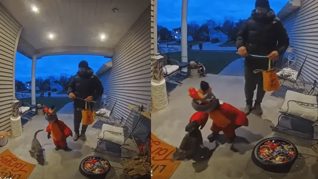 internet-reacts-to-wholesome-video-of-little-boy-prioritising-cat-over-halloween-candies-watch-youngest-cat-person