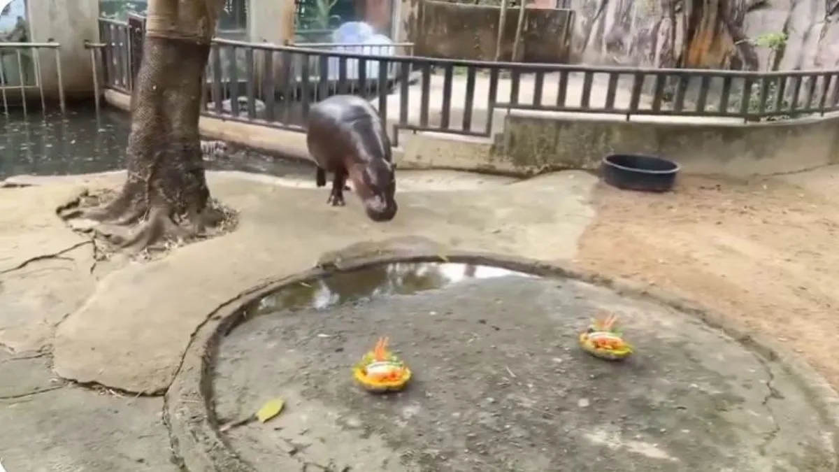 hippo-moo-deng-picks-her-winner-between-donald-trump-and-kamala-harris-for-us-election-2024-watch-viral-video