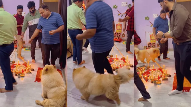 viral-video-of-pet-dog-worshiping-with-family-is-the-cutest-thing-you-will-watch-on-internet-today