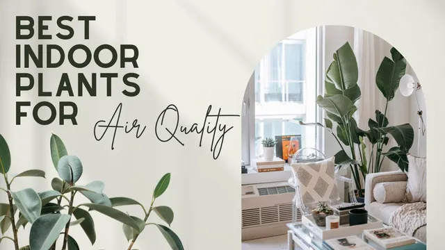 Too Much Of Air Pollution? 4 Plants To Clean Your Indoor Air Quality Easily