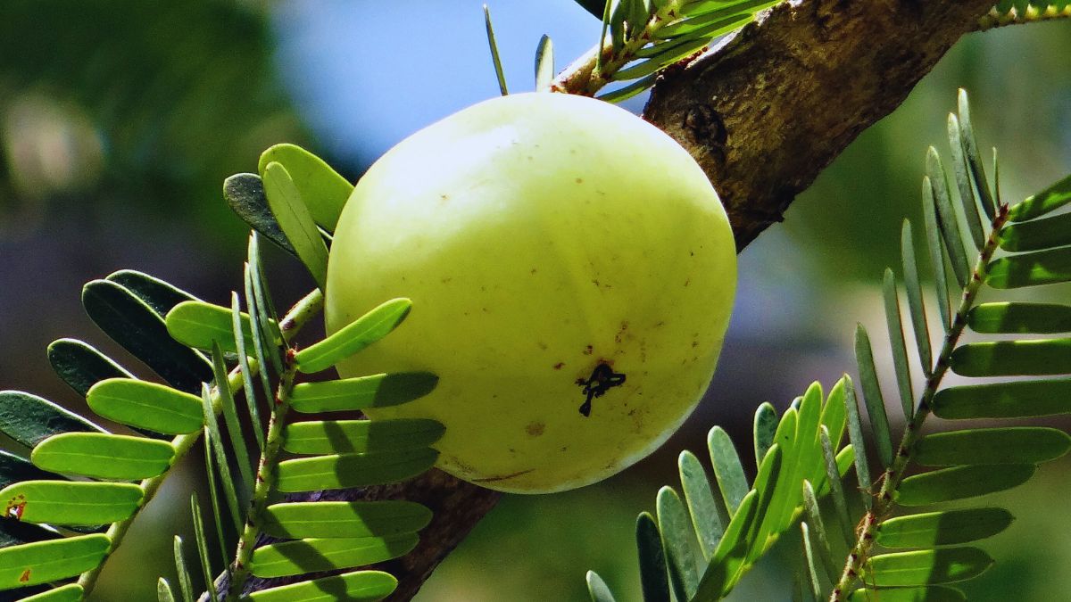 amla-navami-2024
