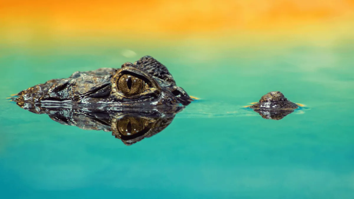 australia-internet-reacts-to-video-of-massive-crocodile-emerging-out-of-this-tiny-place-watch