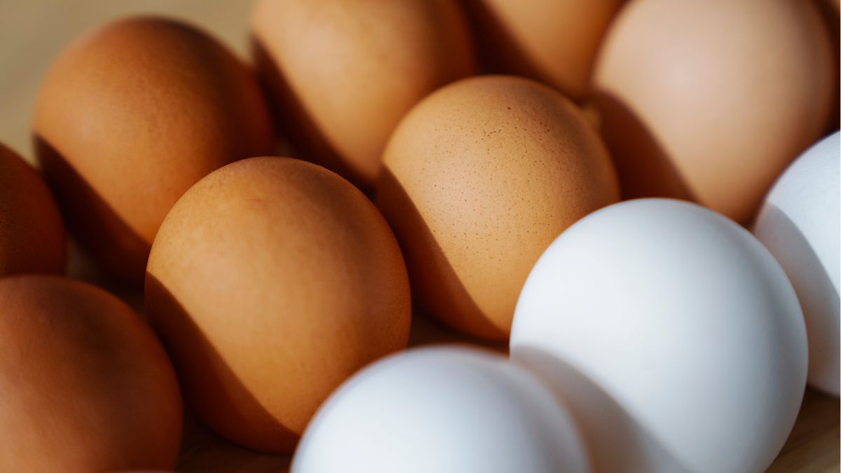 difference between brown and white egg