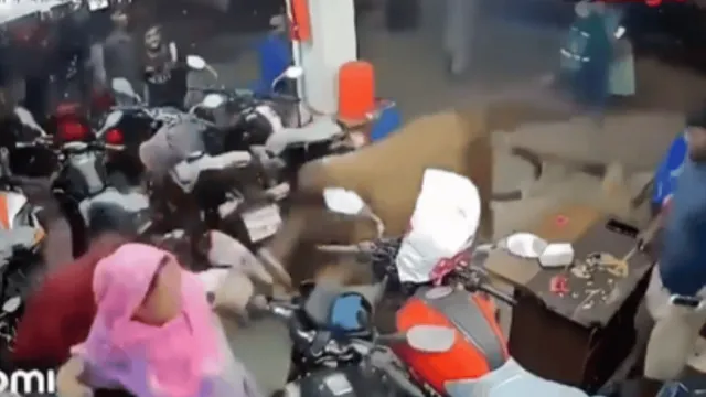 red-alert-man-lightning-fast-reflexes-saves-him-from-aggressive-bulls-sudden-attack-viral-video