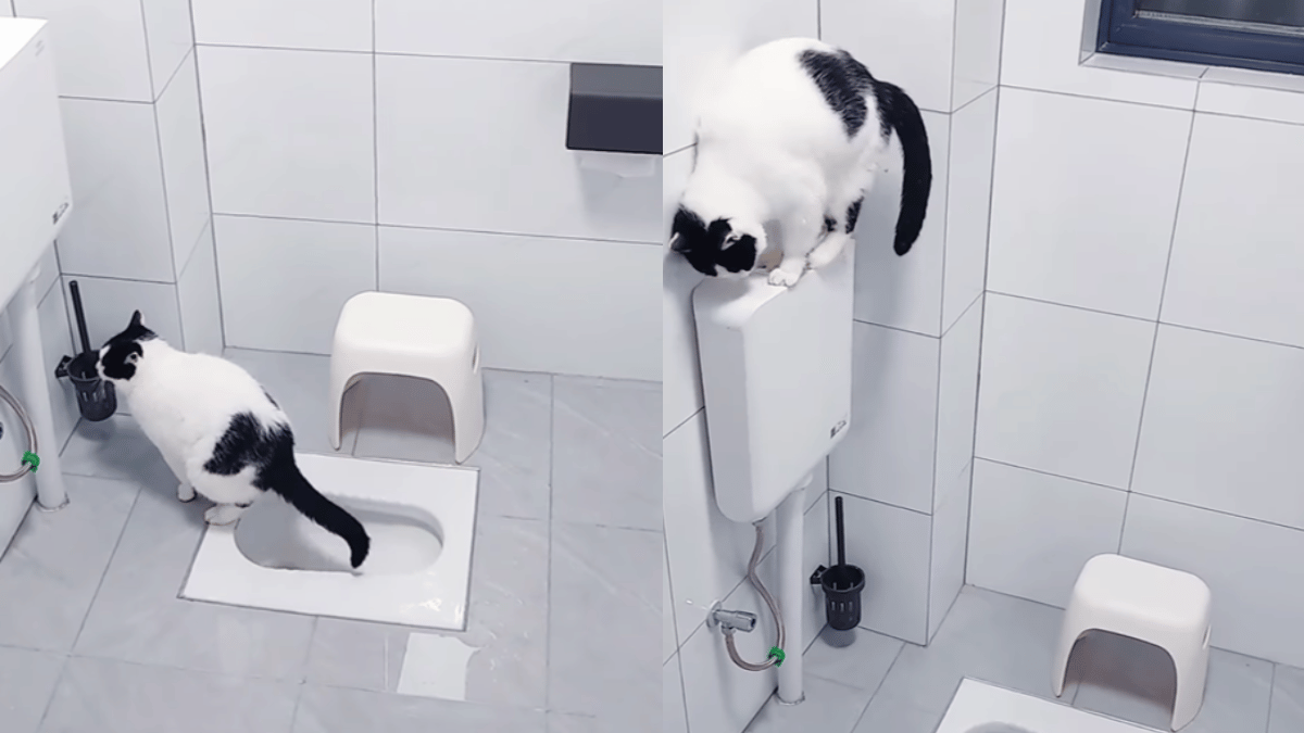 Viral Video: This Cat’s ‘Human-Like’ Way Of Using Toilet Is A Bit Too ...
