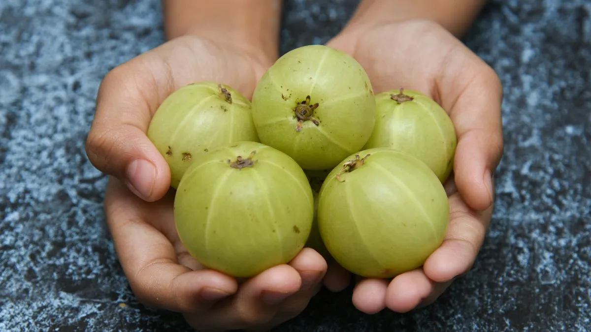 why-you-should-eat-one-amla-daily-on-empty-stomach-know-incredible-benefits-here