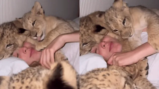 viral-video-of-woman-cozy-cuddles-with-rescued-lion-cubs-is-too-cute-to-miss-watch