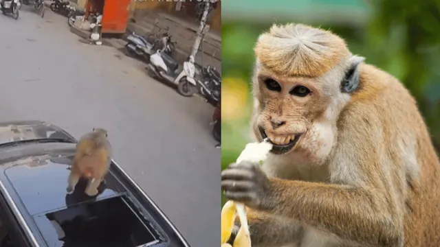 monkey-jump-on-suv-turns-expensive-sunroof-shatters-after-impact-here-what-happens-next-viral-video