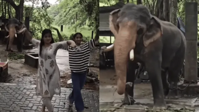 viral-video-showing-baby-elephant-dancing-along-two-girls-is-the-cutest-thing-on-internet-today-watch