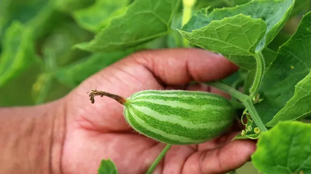 important-reasons-to-add-pointed-gourd-to-your-regular-diet-for-better-health-and-nutrition