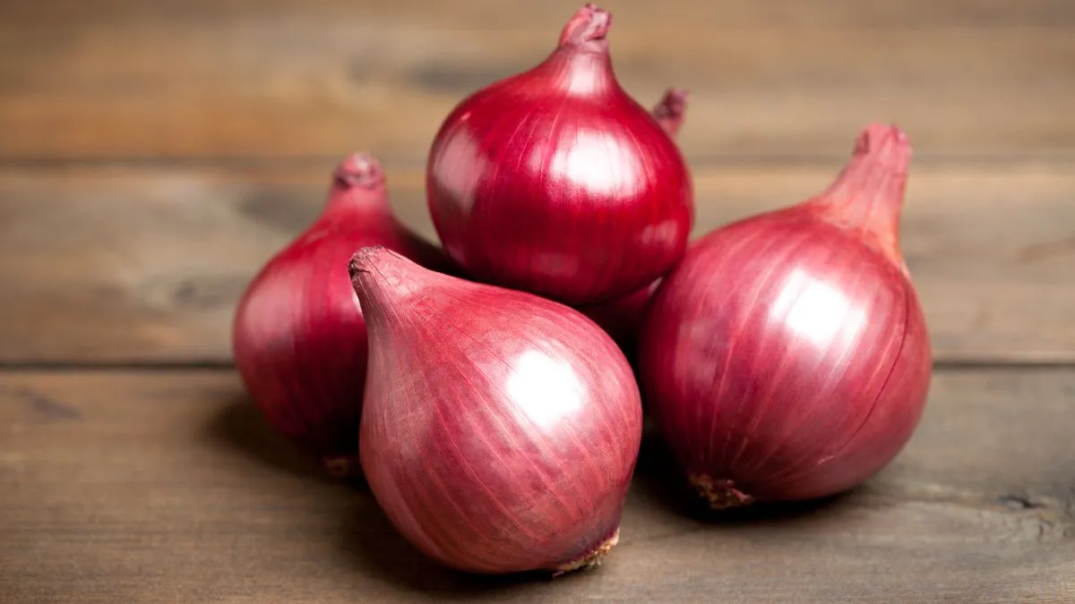 afghan-onions-arrive-in-pune-market-yard-amid-local-supply-crisis-check-prices