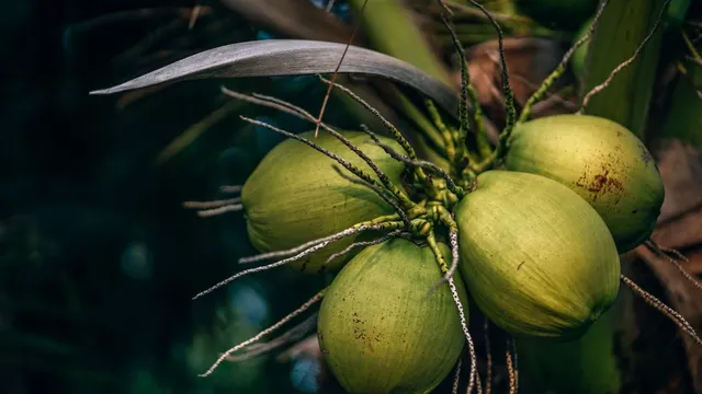 coconut-price-hike-rates-hit-recordhigh-globally-india-tops-the-chart-details