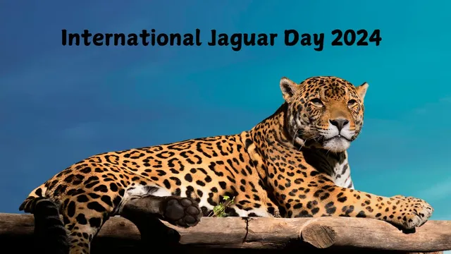 international-jaguar-day-2024-explore-4-stunning-destinations-around-the-world-to-witness-jaguars-in-their-natural-habitat