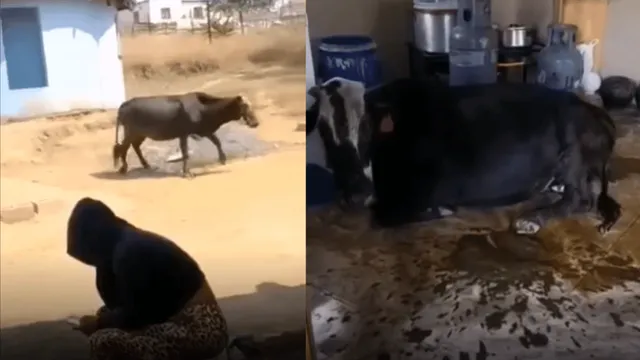 cow-accidentally-drinks-local-beer-loses-balance-in-viral-video-internet-is-furious